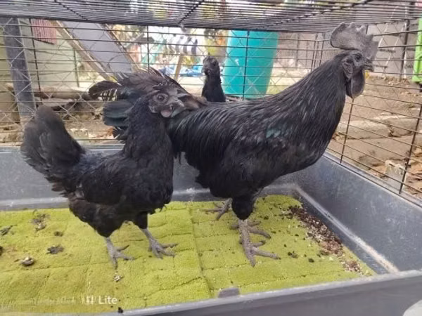Ayam Cemani
