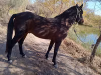 Caballo, Karabair horse — foto 4