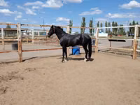 Horse (M), Akhal-Teke — photo 2