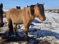Caballo, Mugalzhar horse — foto 3