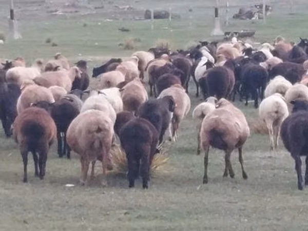 Ram, Sheep