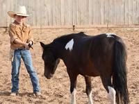 Hengst, Pinto horses — Foto 8