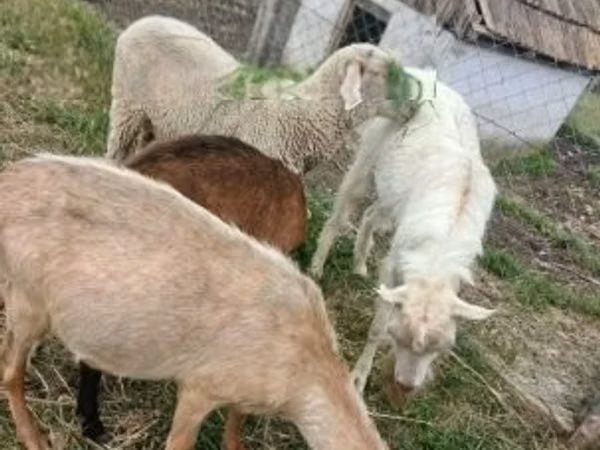 Carnero, Merino sheep