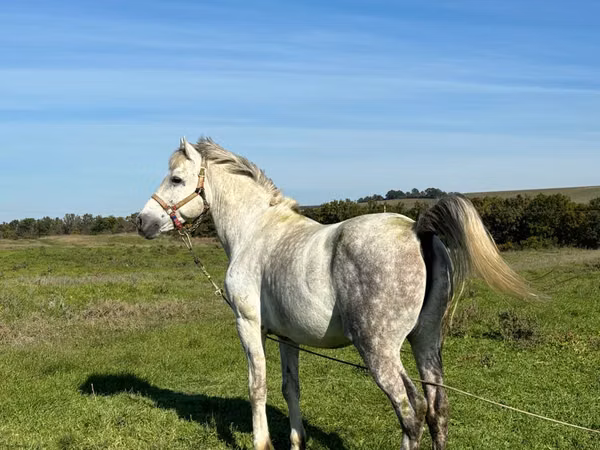公马, Horses