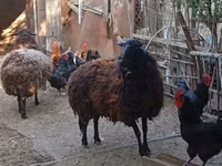 Oveja, Karabakh sheep — foto 3
