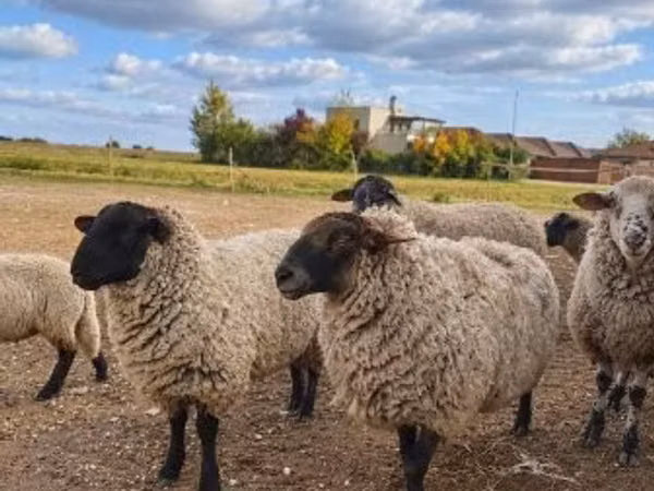 Ram, Suffolk sheep