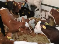 أبقار (دفعة، الجنس غير محدد), Simmental cattle — الصورة 3
