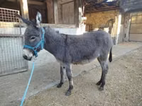 Caballo, Caballos — foto 3