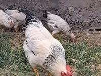 Chickens — foto 2