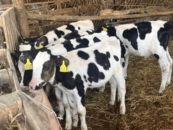 Bull, Russian Black pied cattle