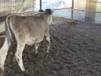 सांड, Swiss cattle — फ़ोटो 2