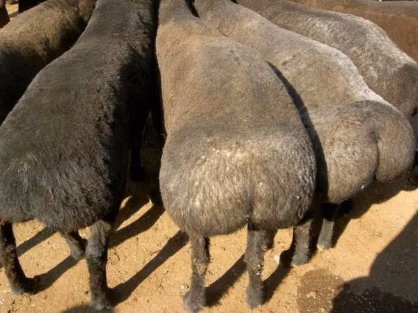 Ram, Sheep