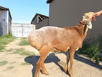 Ram, Agin sheep — photo 4