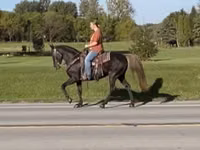 Faras dhaddig, Rocky Mountain Horse — sawirka 2