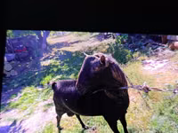 Billy Goat, Goats — photo 3
