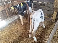 Toro, Raza Holstein — foto 2