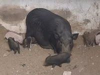 मादा सूअर — फ़ोटो 3
