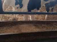公牛, Russian Black pied cattle — 照片 3