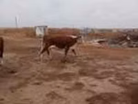 Vaca, Vaca de estepa roja — foto 5