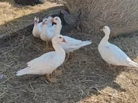 Ducks — sawirka 5