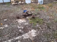 Ducks — 照片 1