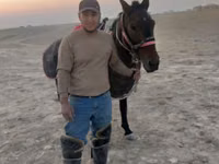 公马, Karabakh horse — 照片 2