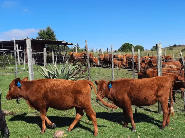 Ng'ombe jike, Aberdeen – Angus