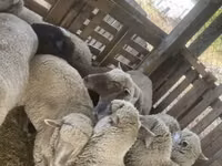 نعجة, Blackheaded Persian sheep — الصورة 4
