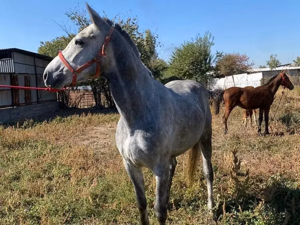 公马, Horses
