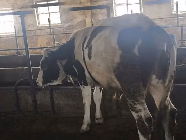 Bull, Simmental cattle