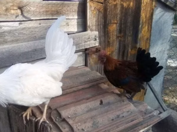 Japanese Bantam