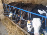 Ng'ombe (kikundi, jinsia haijatajwa), Simmental cattle — picha 4