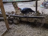 Chickens — 照片 1
