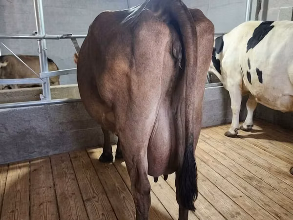 بقرة, سلالة هولشتاين