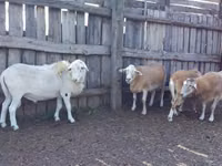 Carnero, Katum sheep — foto 1