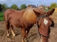 Caballo, Caballos — foto 5