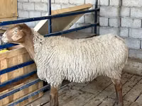 母羊, Sheep — 照片 7