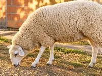 母羊, British  Milksheep — 照片 1