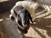 मेढ़ा, Blackheaded Persian sheep — फ़ोटो 1