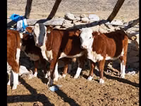 Lo’ (xirmo, jins lama sheegin), Kazakh White-headed cow — sawirka 2