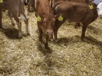 Ng'ombe (kikundi, jinsia haijatajwa), Simmental cattle — picha 4