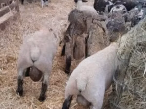 Ram, White Suffolk sheep