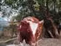 Vaca, Vaca de estepa roja — foto 4