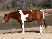 Hengst, National Show Horse — Foto 2