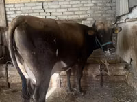Cow, Cattle — photo 2