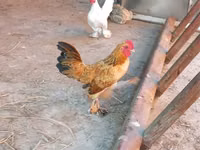 Japanese Bantam — photo 7