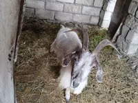Ri’ dhaddig, Goats — sawirka 3
