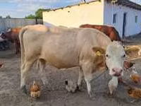 Vaca, Vaca de estepa roja — foto 3