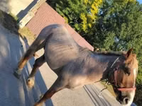 Horse (M), Horses — photo 2