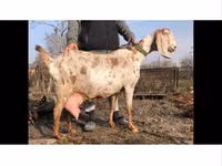 公山羊, Kamori goats — 照片 3
